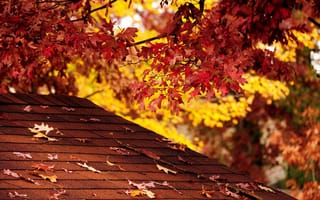 Картинка Fall Color, природа, осень