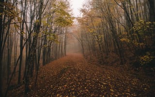 Картинка fall, chasingfog, fog, forest