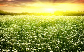 Картинка Spring camomiles, field, цветение, солнце, ослепительное, ромашки, весна, поле
