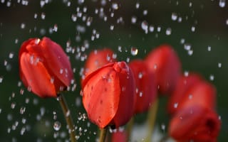 Картинка тюльпаны, дождь, капли, вода, макро, природа, красные, цветы, бутоны