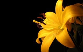 Картинка минимализм, желтый, лилия