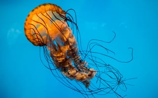 Картинка Jellyfish, yellow, blue, aquarium