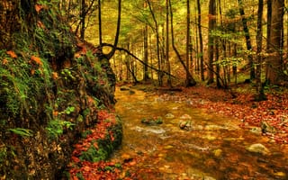 Картинка Лес, деревья, река, листва, зелень, камни