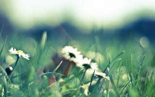 Обои ромашки, цветы, белые, макро, поляна, лепестки, green, размытость, весна, зеленая, природа, трава