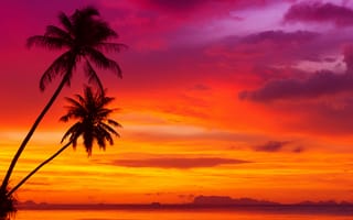 Обои palm trees, beautiful red sky, scenery sunset, тропический пляж, tropical beach, красивый красный небо, природа, Ocean, облака, nature, landscape, пейзаж, пальм, clouds, океан, пейзажи закат
