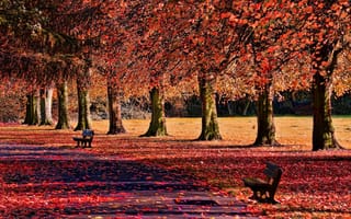 Обои дорожка, осень, природа, leaves, лавочка, скамейки, лавка, autumn, листопад, листья, trees, тропинка, скамья, деревья