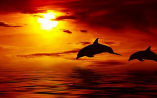 Картинка вскакивая, Sun, солнце, небо, дельфин, Красивые, облака, dolphin, clouds, sunset, ocean, sky, океан, Beautiful, jumping up, закат