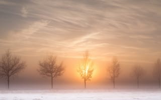 Обои солнце, деревья, зима, туман, утро, дорога