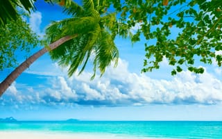 Картинка пальмы, palm tree, пейзаж, shore, берег, море, sea, tree, Beautiful tropical, облака, пляж, clouds, и плачущих деревьев, небо, Красивый тропический, природа, landscape, weeping, nature, beach, sky