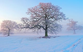 Картинка туман, иней, утро, мороз, деревья, зима, снег