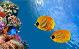Картинка колонии кораллов, fish, coral colony, Таиланд, рыба, underwater, океан, ocean, Siam Bay, Thailand, под водой, риф, reef