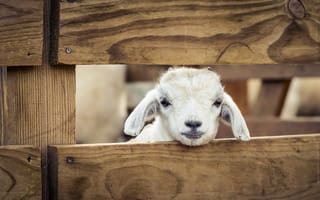 Картинка Zoo de Temara, Rabat, Morocco, A Lucky Lamb, sheep