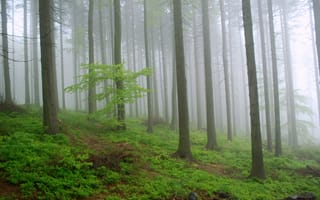 Картинка лес, деревья, Kris Sliver, природа, Poland, Польша, туман, Równica