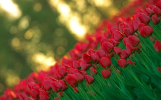 Картинка Тюльпаны, красный, свет, природа, цветы, размытость, бутоны, весна