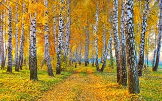 Картинка природа, осень, дорога, пейзаж, березы, желтые листья