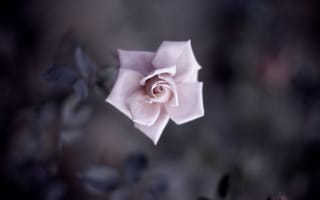 Обои роза, розовая, лепестки, размытость, макро, бутон, тень, цвет, нежность, листья, цветок