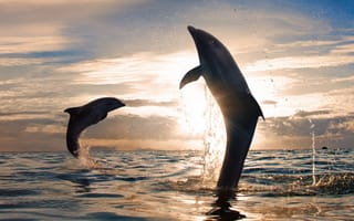 Картинка прыжки, плеск воды, природа, солнце, закат, clouds, beautiful, красивые, sea, water splash, jumping, игривые дельфины, море, playful dolphins, облака, Sun, небо, sky, sunset, nature