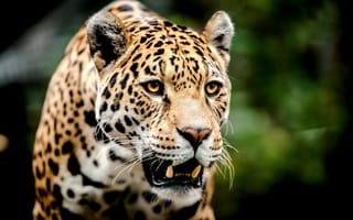 Картинка леопард, большая кошка, оскал, морда, хищник, взгляд