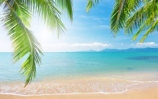 Картинка пальмы, тропический пляж, солнечный свет, пейзаж, sunlight, ветки, tropical beach, sky, море, landscape, облака, sea, palm tree, shore, clouds, nature, branch, небо, природа, берег