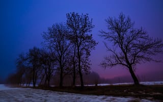 Картинка вечер, зима, снег, деревья