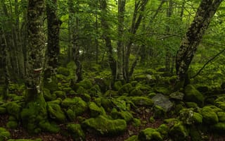 Картинка зелень, лес, камни, природа, мох