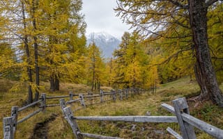 Картинка осень, деревья, забор, лиственницы, природа