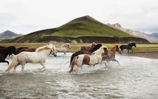 Картинка кони, свобода, природа, вода
