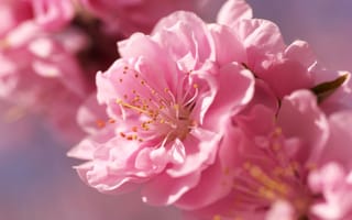 Картинка Сакура, цветы, макро, цветок, размытость, нежность, розовый, весна, ярко