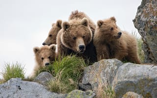 Картинка bear, animals, cubs, wildlife