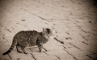 Картинка кошка, серый, котенок, улица, в полоску, мостовая