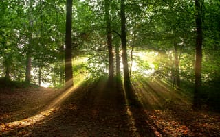 Картинка forest, trees, nature
