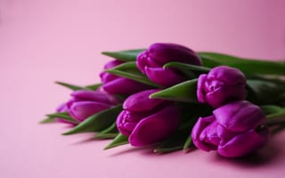 Картинка цветы, букет, flowers, spring, tulips, тюльпаны, purple, bouquet