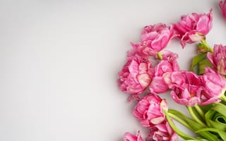 Картинка цветы, букет, тюльпаны, tulips, pink, розовые, flowers, beautiful