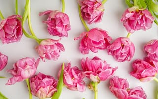 Картинка цветы, тюльпаны, розовые, пионы, flowers, beautiful, pink, tulips