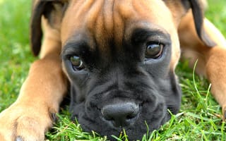 Картинка Boxer, трава, глаза, puppy, лапы, маленький, фотограф, нос, отражение, смотрит, боксер