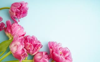 Картинка цветы, букет, розовые, tulips, flowers, pink, тюльпаны, beautiful