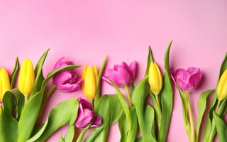 Картинка цветы, colorful, tulips, тюльпаны, flowers, spring, purple, yellow