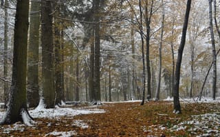 Картинка forest, autumn, Poland, Bialowieza, snow
