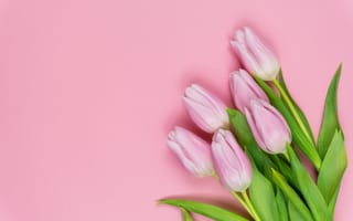 Картинка цветы, букет, тюльпаны, розовые, flowers, beautiful, tulips, pink