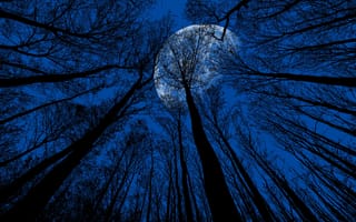 Картинка лес, ночь, природа, луна