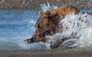 Картинка Вода, Река, Хищник, Медведь, Гризли, Бег, Зверь, Брызги