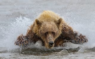 Картинка Вода, Река, Зверь, Морда, Хищник, Брызги, Медведь, Бег