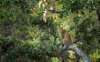 Картинка дерево, листва, Kruger National Park, хищник, Южная Африка, леопард, South Africa, Национальный парк Крюгера