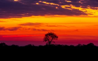 Картинка природа, Закат, одинокое дерево, Sunset, Brazil, красота, Бразилия, Beauty