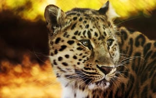Картинка леопард, взгляд, мощь