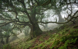 Картинка природа, туман, утро, дерево