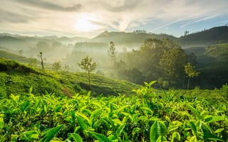 Картинка природа, туман, холмы, джунгли, индия, чайные плантации