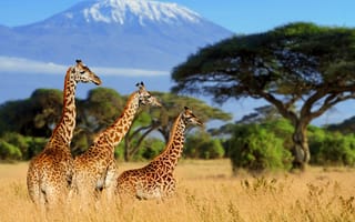 Картинка жирафы, африка, кения