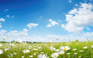 Картинка поле, солнце, цветы, spring, луг, ромашки, весна, sunshine