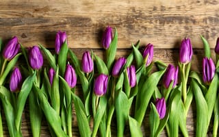 Картинка цветы, букет, тюльпаны, flowers, purple, tulips, spring, wood